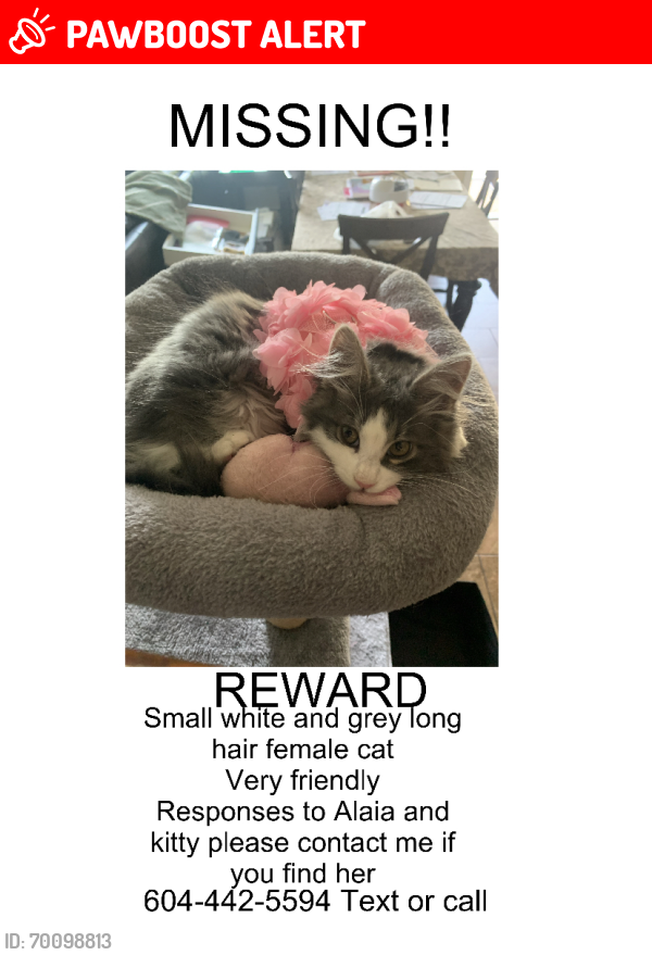 Lost Female Cat last seen 211th and 83b ave , Langley Township, BC V2Y 0C3