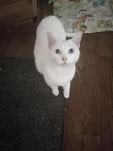 Lost Female Cat last seen Eclipse  and good land, South Bend, IN 46628