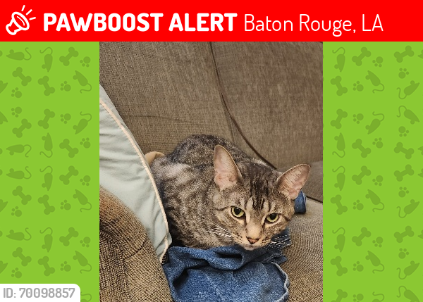 Lost Male Cat last seen Florida and sharp, Baton Rouge, LA 70815