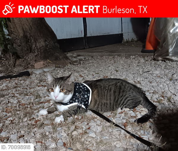 Lost Male Cat last seen Haleys one stop off I35. Reward if found. Txt and call, Burleson, TX 76028