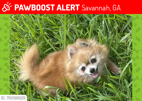 Lost Female Dog last seen Carver village on googe St. , Savannah, GA 31415