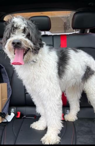 Found/Stray Male Dog last seen Pearl Crescent Lane, Arlington, TX, Arlington, TX 76005