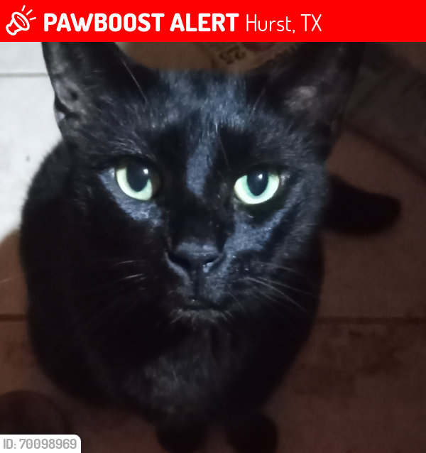 Lost Male Cat last seen Calcutta & Piccadilly by By NEMall in Hurstrat, Hurst, TX 76053