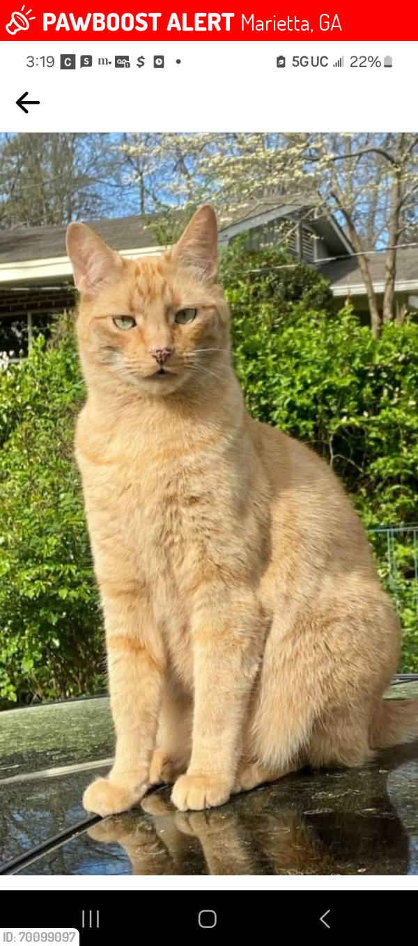 Lost Male Cat last seen Powers ferry rd, Marietta, GA 30067