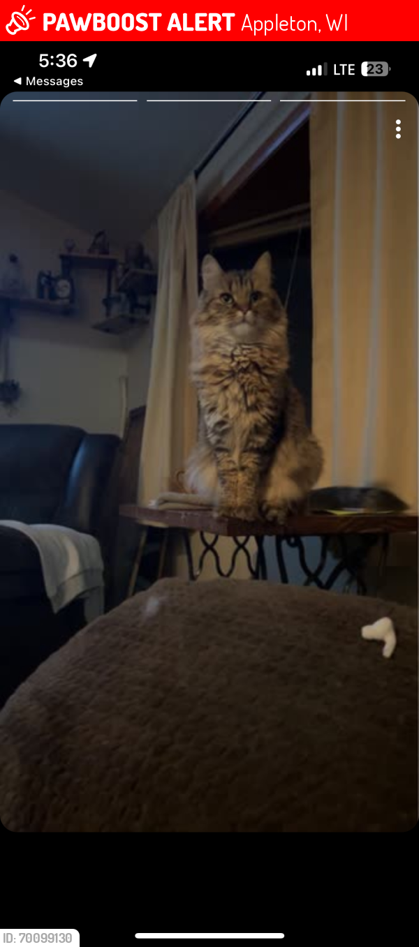 Lost Male Cat last seen St Mary Cemetary, Appleton, WI 54914