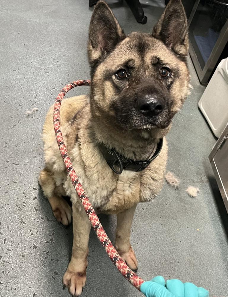 Shelter Stray Male Dog last seen Whitestone Expressway, WHITESTONE, NY, 11357, New York, NY 11208
