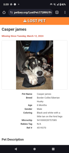 Lost Male Dog last seen Brakes plus and jays liquor store , Colorado Springs, CO 80907