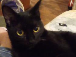 Lost Female Cat last seen Near Block Regent St near Elizabeth St, Lansing, MI 48912