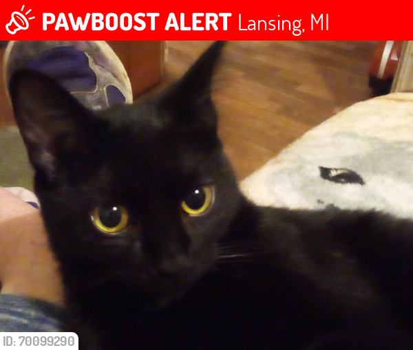 Lost Female Cat last seen Near Block Regent St near Elizabeth St, Lansing, MI 48912