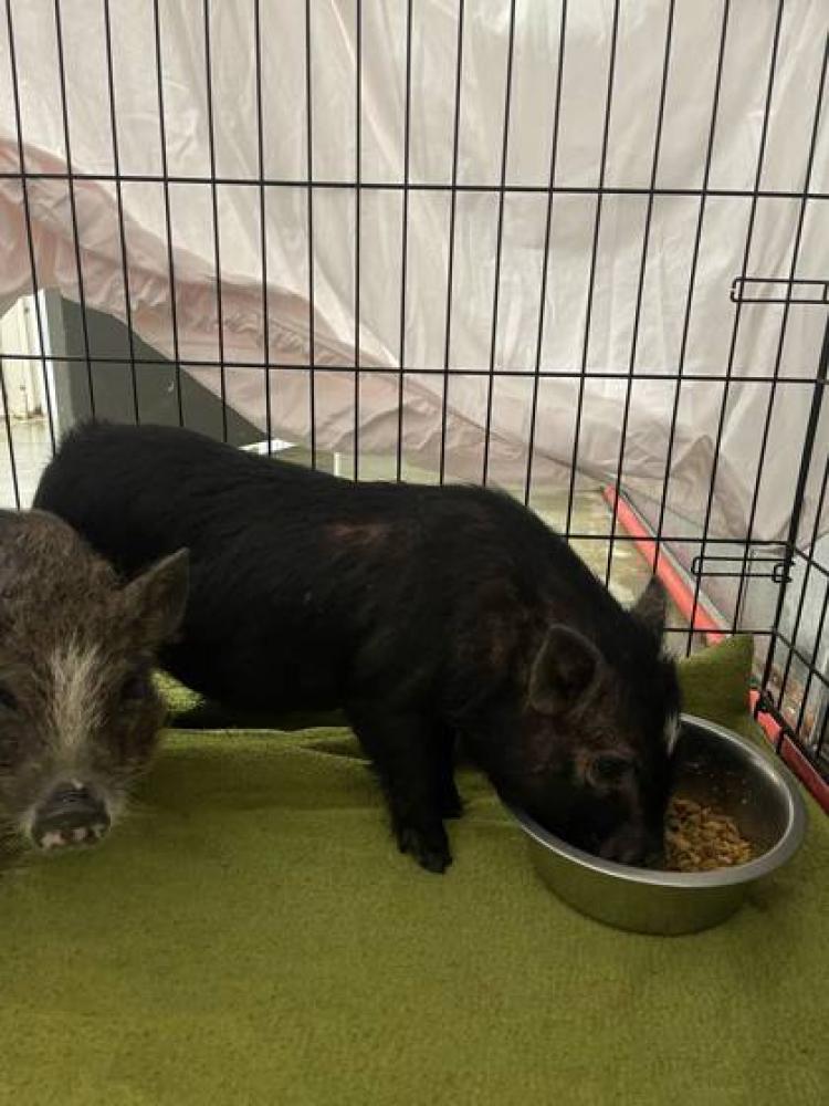Shelter Stray Male Pig last seen Near HEATH, 70714, LA, Baton Rouge, LA 70820