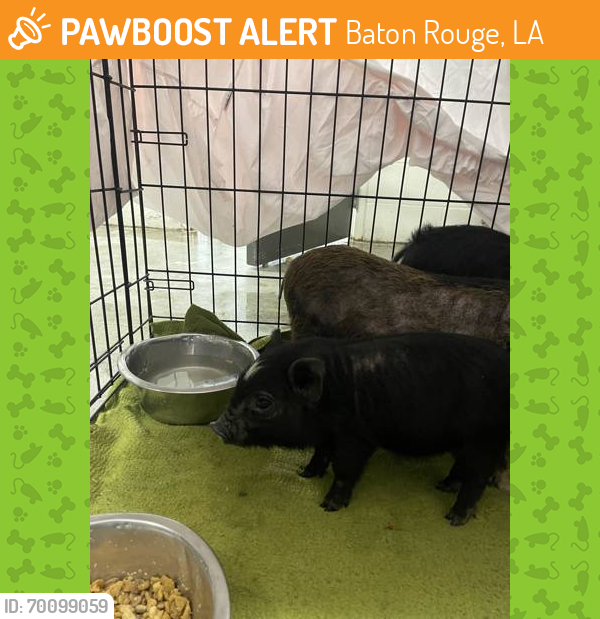 Shelter Stray Female Pig last seen Near HEATH, 70714, LA, Baton Rouge, LA 70820