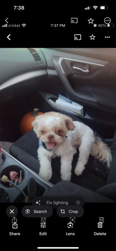 Lost Male Dog last seen AW Grimes, Round Rock, TX 78664