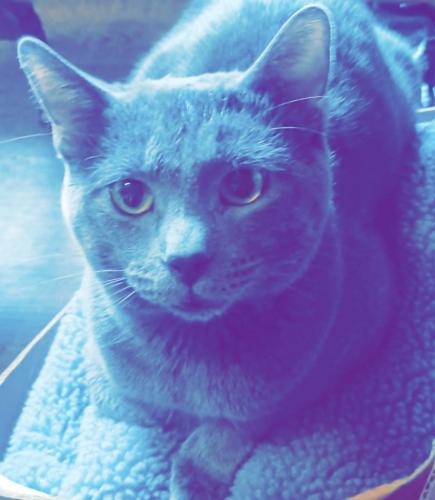 Lost Male Cat last seen Grindstone Social Hall, Grindstone, PA 15442