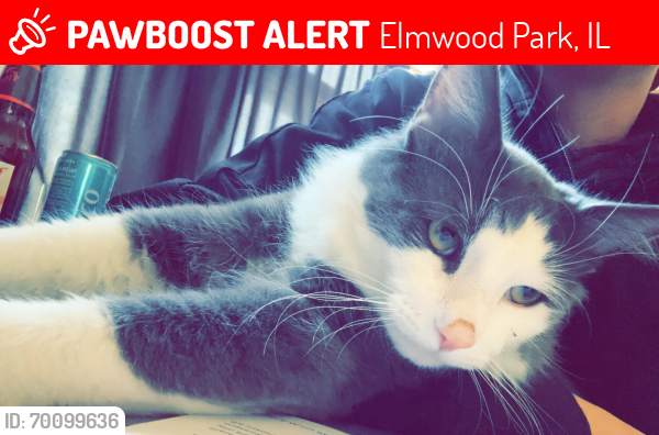Lost Male Cat last seen 74th Ct & Belden, Elmwood Park, IL 60707