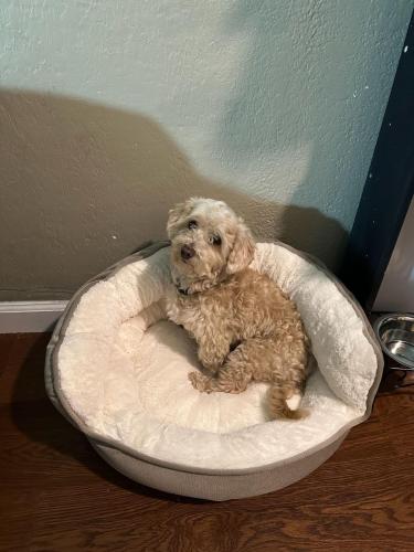 Lost Male Dog last seen Willowpass Rd and Chicago port-highway, Bay Point, CA 94565