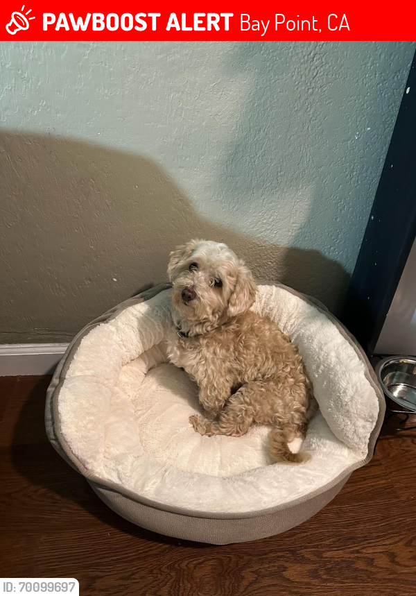 Lost Male Dog last seen Willowpass Rd and Chicago port-highway, Bay Point, CA 94565