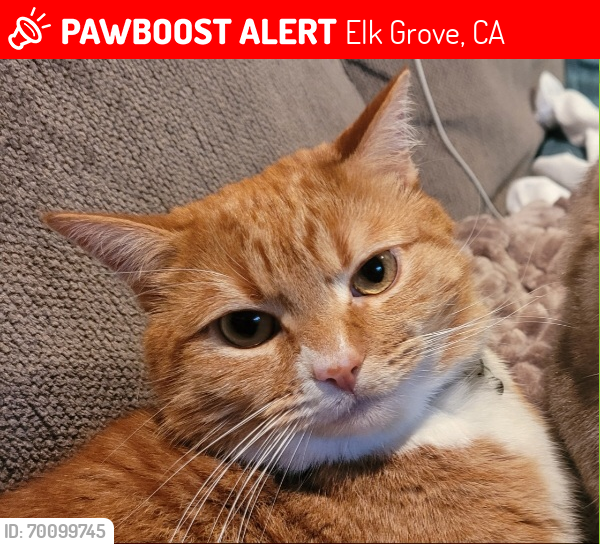 Lost Male Cat last seen Elk grove Blvd and E Taron Dr Elk Grove CA, Elk Grove, CA 95758