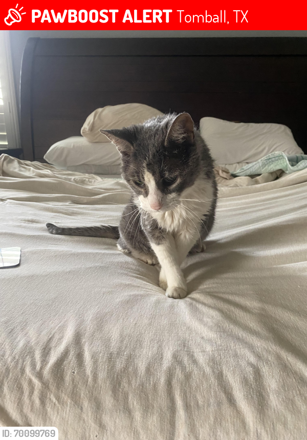 Lost Female Cat last seen Midland Creek Dr, Tomball, Tx, Tomball, TX 77377