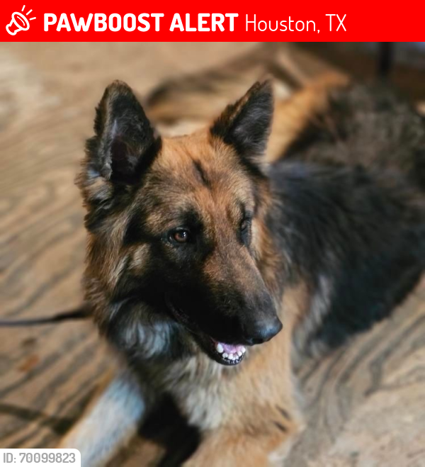 Lost Male Dog last seen Near Enid St., Enid and Link, Houston, TX 77009