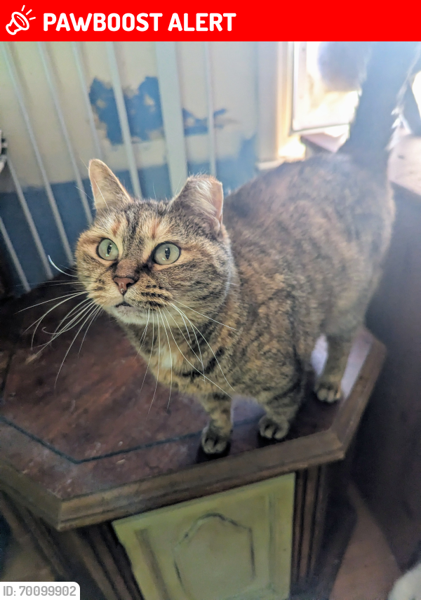 Lost Female Cat last seen Near the stoplight of Cherry Ln and Hwy 54. The abandoned property next to the bridge over the Haw River, Alamance County, NC 27302