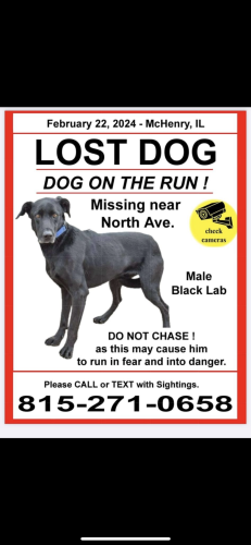 Lost Male Dog last seen Lotus woods, Antioch Township, IL 60081