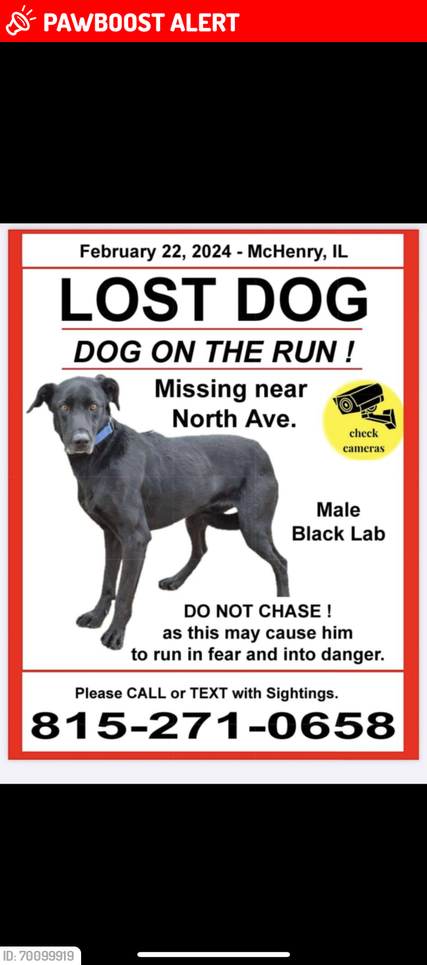 Lost Male Dog last seen Lotus woods, Antioch Township, IL 60081