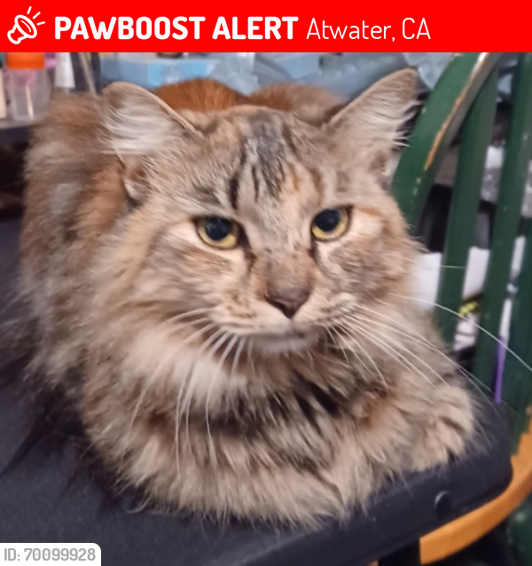 Lost Female Cat last seen Mulberry Ave, Atwater, Ca., Atwater, CA 95301