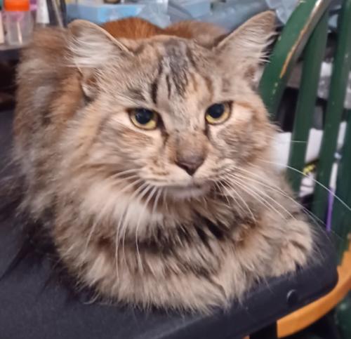 Lost Female Cat last seen Mulberry Ave, Atwater, Ca., Atwater, CA 95301