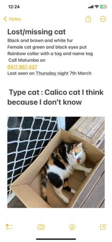 Lost Female Cat last seen Near Goodman Street, Darwin, NT 