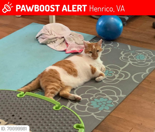 Lost Male Cat last seen Forest Avenue and Rockwood rd, Richmond, VA 23226