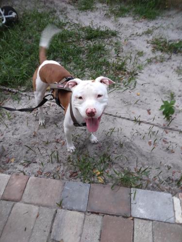 Lost Male Dog last seen Mason ave. Area, Daytona Beach, FL 32114