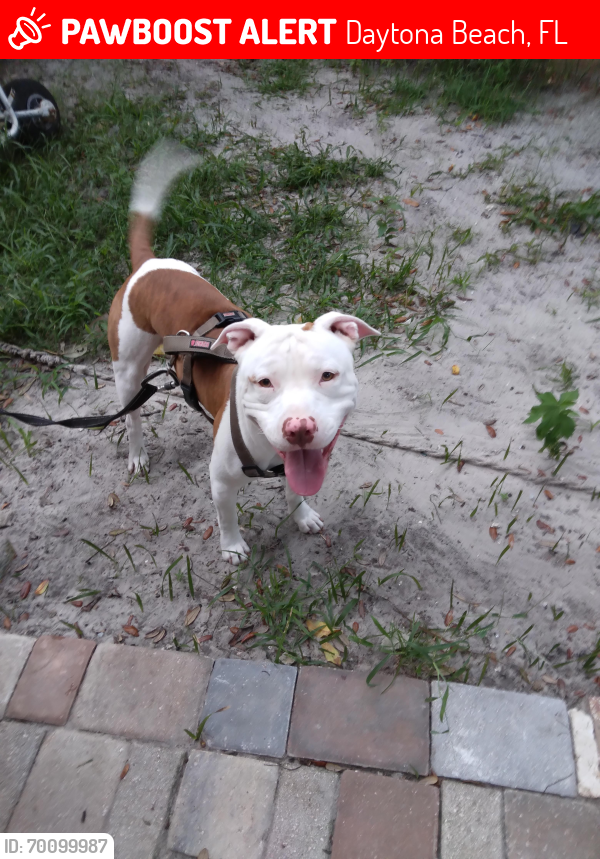 Lost Male Dog last seen Mason ave. Area, Daytona Beach, FL 32114