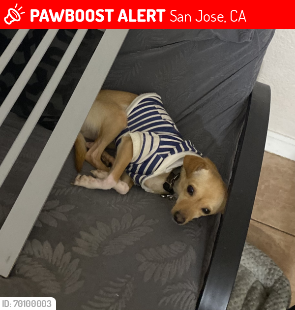 Lost Male Dog last seen Nancy Lane apmts , San Jose, CA 95127