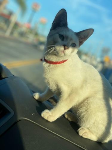 Lost Male Cat last seen Eastern and Mariana , Los Angeles, CA 90063