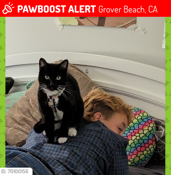 Lost Female Cat last seen 1st Street and Atlantic City Avenue , Grover Beach, CA 93433