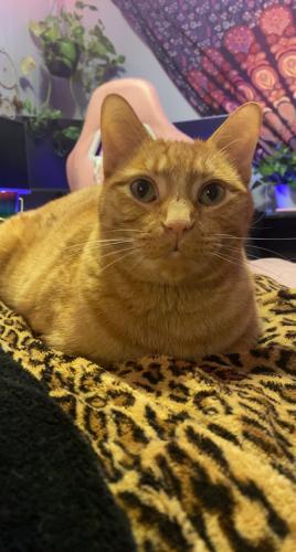 Lost Male Cat last seen Broadway and meridian , Apache Junction, AZ 85120