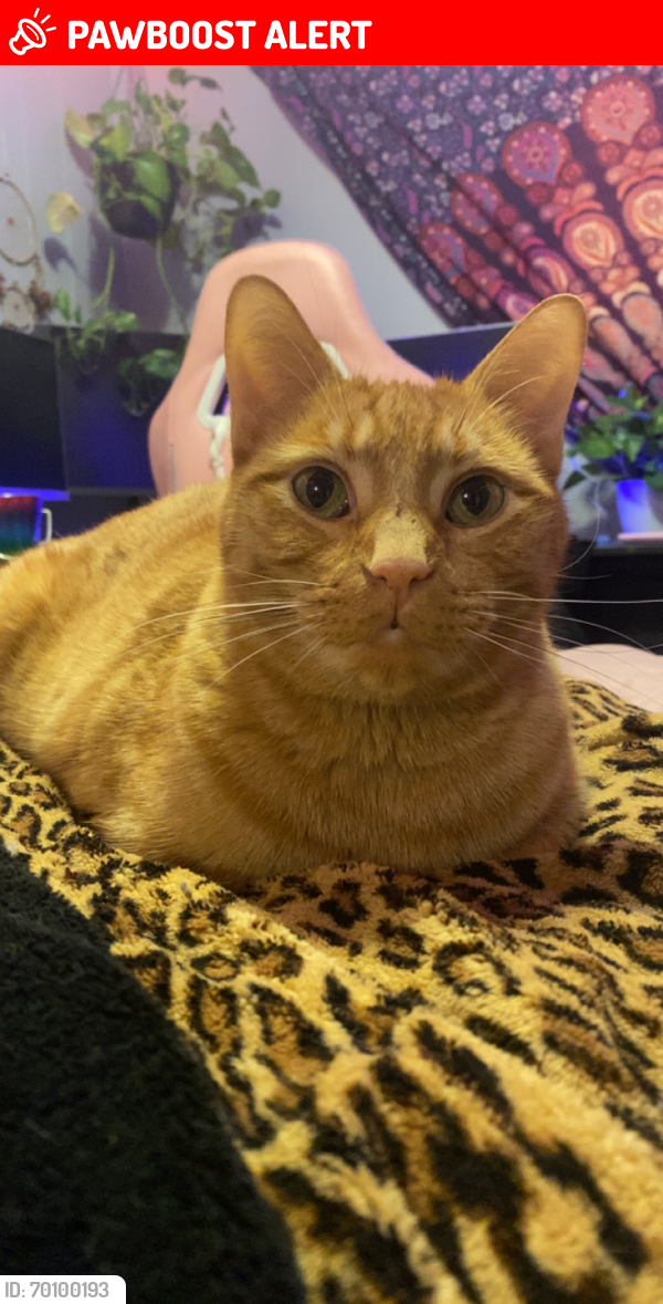 Lost Male Cat last seen Broadway and meridian , Apache Junction, AZ 85120