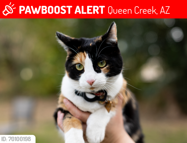 Lost Female Cat last seen San Tan Blvd and Power Rd, Queen Creek, AZ 85142