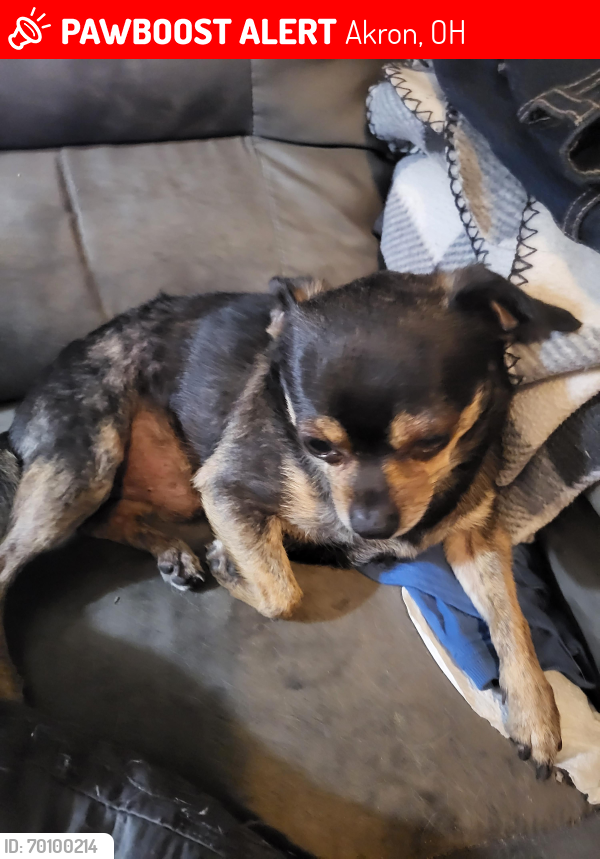 Lost Male Dog last seen N. ARLINGTON  AND UPSON st., Akron, OH 44305