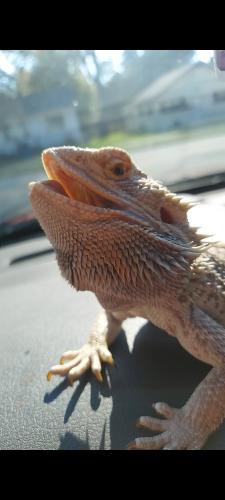Lost Male Reptile last seen Near Langlade Ave, Green Bay, WI 54304