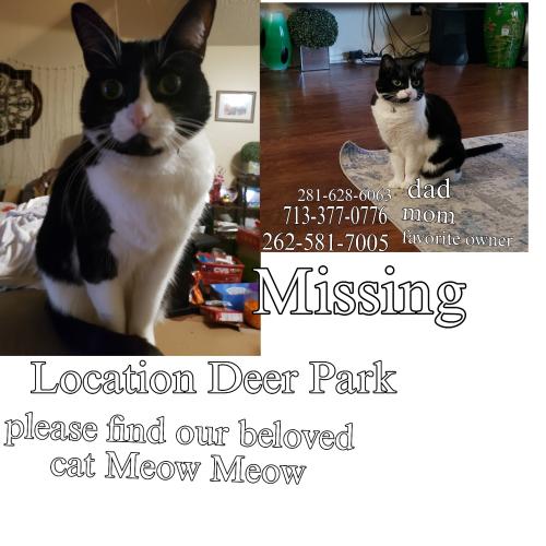 Lost Female Cat last seen East meadow , Deer Park, TX 77536