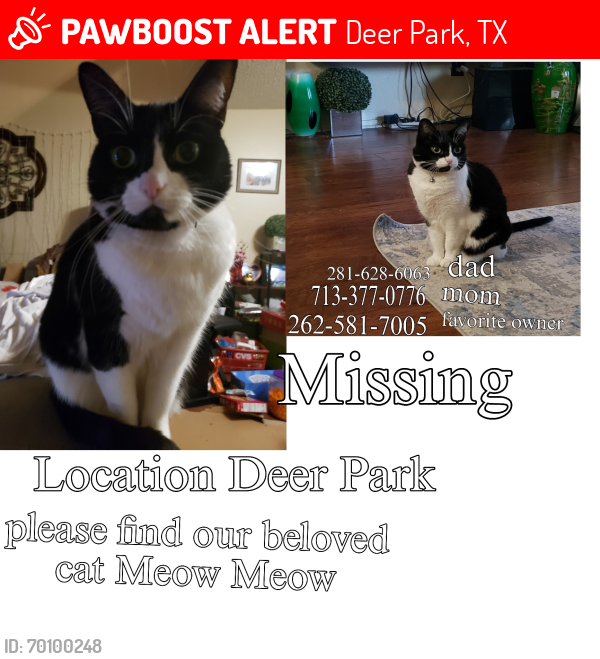 Lost Female Cat last seen East meadow , Deer Park, TX 77536