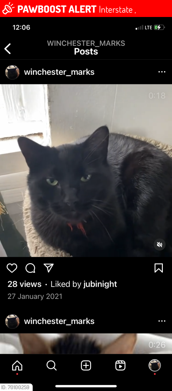 Lost Male Cat last seen Rest area on I 80 Nebraska, going to Chicago, Princeton, IL 61356