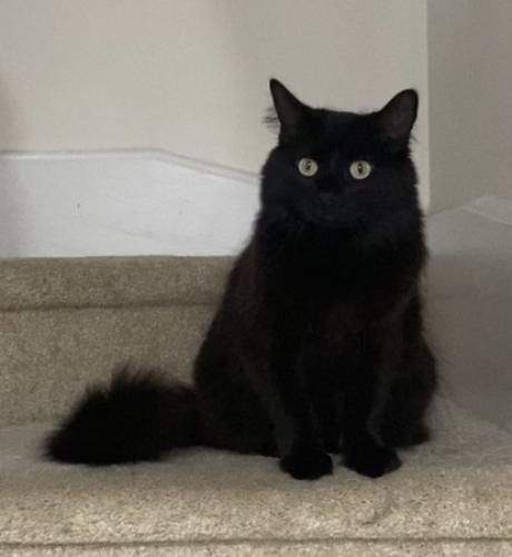 Lost Female Cat last seen Rossland and Audley, Ajax, ON 