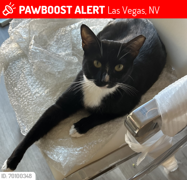 Lost Female Cat last seen The Crossings in Summerlin, Las Vegas, NV 89144