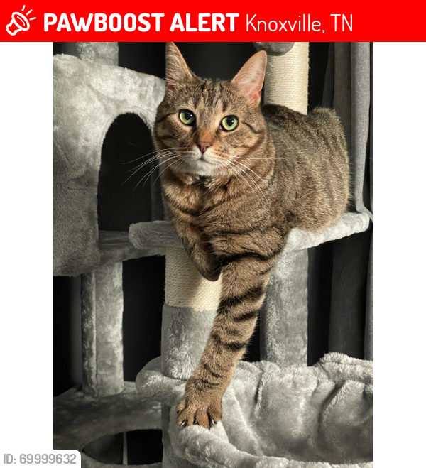 Lost Male Cat last seen Near Deerwood Rd, Knoxville TN, Knoxville, TN 37923