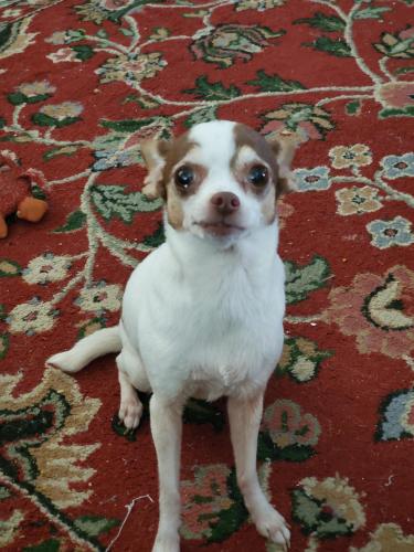 Lost Female Dog last seen E Otho st and n milam st San Benito tx, San Benito, TX 78586
