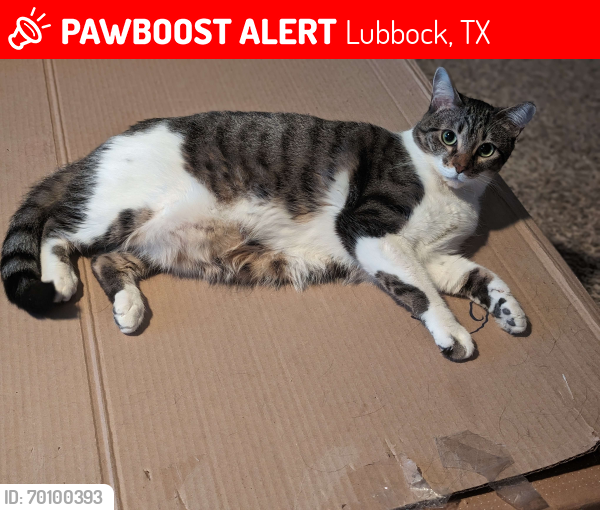 Lost Female Cat last seen 66th St and Justice Ave, Lubbock, TX 79424