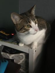 Lost Female Cat last seen Joe Nestor/ Mountain Valley, Capital Valley Estates, NM 87015