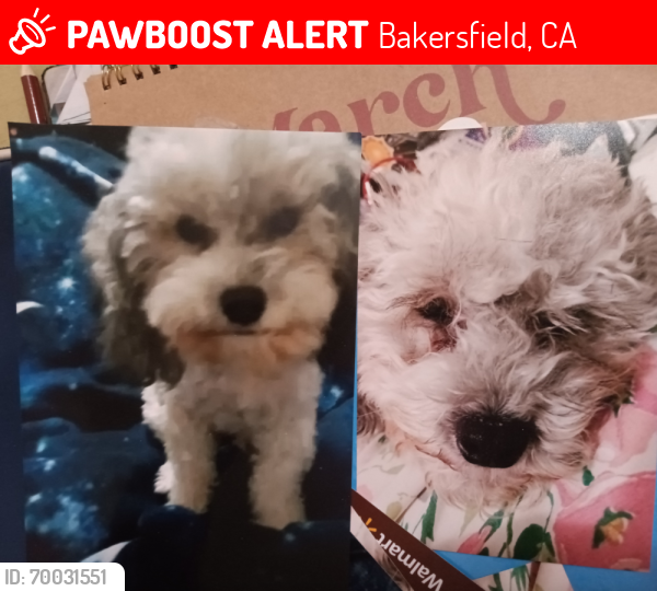 Lost Female Dog last seen Calif.ave.& H  & Blanche street, Bakersfield, CA 93304